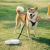 Поводок для собак Xiaomi Jordan Judy Pet Retractable Rope PE042