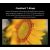 Объектив Sirui Jupiter 50mm T2 Full-frame Macro PL-mount