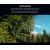 Объектив Sirui Jupiter 24mm T2 Full-frame Macro PL-mount