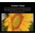 Объектив Sirui Jupiter 24mm T2 Full-frame Macro PL-mount