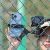 Держатель Ulanzi CM010 Baseball Fence Mount для смартфона и камеры