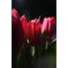 Фото покупателя: Макролинза Fujimi CLOSE UP +10 - 67 мм.
