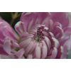 Фото покупателя: Макролинза Fujimi CLOSE UP +10 - 67 мм.