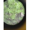 Фото покупателя: Монокуляр Bresser Topas 10x25 Yellow