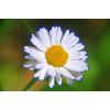 Фото покупателя: Набор из 3 макролинз Fujimi Close UP Set (+1+2+4) 67 мм.